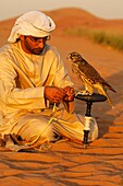 Arab falconer ties his hunting falcon to a falcon block-perch after a training session in the desert, Dubai, United Arab Emirates, UAE