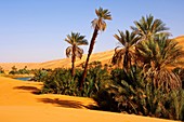 Palm trees on the bank of the Um el Maa lake in the Awbari sand sea, Sahara desert, Libya
