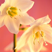 Weiße Eucharis-Blüten