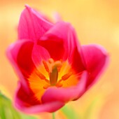 contemporary tulip epitomising spring - fine art photography © Jane-Ann Butler Photography JABP273 RIGHTS MANAGED