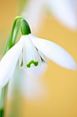 Droopy Galanthus Snowdrop Early Spring-fine art photography © Jane-Ann Butler Photography JABP331 RIGHTS MANAGED