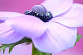 soft and romantic purple anemone flower head on lilac - fine art photography © Jane-Ann Butler Photography JABP532 RIGHTS MANAGED