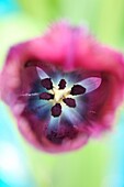 Centre Blue Heron Tulip Energy Soft Focus - fine art photography © Jane-Ann Butler Photography JABP423 RIGHTS MANAGED