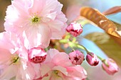 Taste of Spring Prunus Cherry Blossom - fine art photography © Jane-Ann Butler Photography JABP457 RIGHTS MANAGED