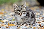 Cat, young grey striped kitten in garden