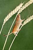 Harvest Mouse Micromys minutus, climbing using prehensile tail, between wheat stalks