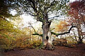 Oak Tree Quercus robur, ancient tree in autumn, Sababurg Ancient Forest NP, N  Hessen, Germany