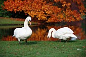 Mute Swan Cygnus olor, pair feeding at edge of lake in autumn, Germany