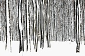 Beech tree stems, Fagus sylvatica, in woodland, covered in snow, Germany