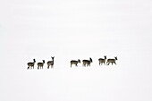 Roe deer, Capreolus capreolus, herd in winter in snow wilderness, Harz mountains, Lower Saxony, Germany