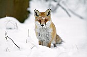 European Fox, Vulpes vulpes, in snow covered woodland in winter, Harz mountains, Lower Saxony, Germany