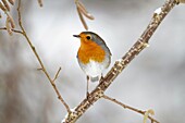 European Robin, Erithacus rubecula, perched on branch in garden, in winter, Germany