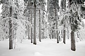 Snow and ice covered Norway Spruce trees, Picea abies, in Harz mountains National Park, , Lower Saxony, Germany