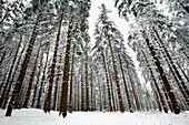 Snow and ice covered Norway Spruce trees, Picea abies, in Harz mountains National Park, , Lower Saxony, Germany