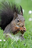 European Red Squirrel Sciurus vulgaris, sitting on garden lawn, eating a hazelnut