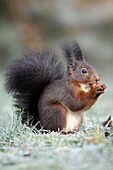 European Red Squirrel Sciurus vulgaris, sitting in garden eating a hazelnut, winter