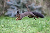 European Red Squirrel Sciurus vulgaris, running across garden