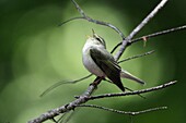 Wood Warbler Phylloscopus sibilatrix, singing from branch