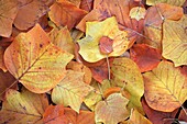 Tulip Tree Liriodendron tulipifera, leaves in autumn colour, Germany