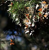 Migrating Monarch butterflies Danaus plexippus on milkweed in Pacific Grove, California  The monarchs migrate from the Canadian rockies through California to Mexico  Their Mexican habitat of fir forests is being destroyed by illegal logging  Class: Insect