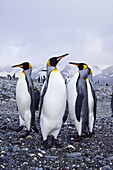 King Penguin Aptenodytes patagonicus breeding and nesting colonies on South Georgia Island, Southern Ocean  King penguins are rarely found below 60 degrees south, and almost never on the Antarctic Peninsula  The King Penguin is the second largest specie