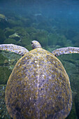 Adult green sea turtle Chelonia mydas agassizii underwater off the west side of Isabela Island in the waters surrounding the Galapagos Island Archipeligo, Ecuador  Pacific Ocean