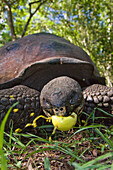 Wild Galapagos giant tortoise Geochelone elephantopus feeding on fallen passion fruit on the upslope grasslands of Santa Cruz Island in the Galapagos Island Archipeligo, Ecuador  The Galapagos Giant Tortoise is endemic only to the Galapagos Islands  The