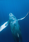 A curious adult humpback whale Megaptera novaeangliae approaches the boat underwater in the AuAu Channel between the islands of Maui and Lanai, Hawaii, USA  Each year humpback whales return to these waters in the winter and spring to mate and give birth