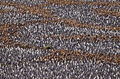 King Penguin Aptenodytes patagonicus breeding and nesting colonies on South Georgia Island, Southern Ocean  King penguins are rarely found below 60 degrees south, and almost never on the Antarctic Peninsula  The King Penguin is the second largest species