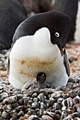 Adelie penguin Pygoscelis adeliae near the Antarctic Peninsula, Antarctica  The Adélie Penguin is a type of penguin common along the entire Antarctic coast and nearby islands  These penguins are mid-sized, being 46 to 75 cm 18 to 30 in in length and 3 9 t