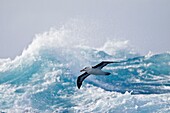 Adult Black-browed albatross Thalassarche melanophrys on the wing in the Drake Passage between South America and Antarctica, Southern Ocean  The Black-browed Albatross is a large seabird of the albatross family Diomedeidae  It is an endangered species on