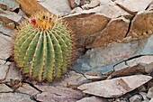 Cactus in bloom in the Sonoran Desert of the Baja California Peninsula, Mexico