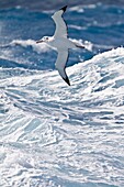 Wandering albatross Diomedea exulans on the wing in the Drake Passage between the tip of South America and the Antarctic Peninsula, southern ocean  The Wandering Albatross has the largest wingspan of any living bird, with the average wingspan being 3 1 me