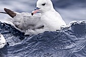 Adult southern fulmar Fulmarus glacialoides on the wing in the Drake passage between the tip of South America and Antarctica  Southern Ocean  The Southern Fulmar is a seabird of the Southern Hemisphere  This bird is in the fulmar genus Fulmarus in the fam