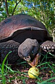 Wild Galapagos giant tortoise Geochelone elephantopus feeding on fallen passion fruit on the upslope grasslands of Santa Cruz Island in the Galapagos Island Archipeligo, Ecuador  MORE INFO: The Galapagos Giant Tortoise is endemic only to the Galapagos Isl