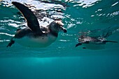 Adult Galapagos penguin Spheniscus mendiculus hunting fish underwater in the Galapagos Island Group, Ecuador  MORE INFO: This is the only species of penguin in the northern hemisphere and is endemic to the Galapagos Island archipeligo, Ecuador only