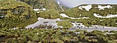 King Penguins Aptenodytes patagonicus in colony with snow and tussock, Subantarctia, South Georgia, November 2003