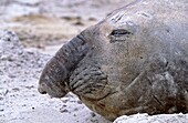Southern Elephant Seal adult bull moulting on beach, Falkland Islands, January 2003