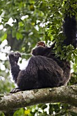 Common Chimpanzee pan troglodytes in the forest of Kyambura Gorge in Queen Elizabeth Nationl Park  Uganda, Africa