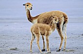 Vicuna Vicugna vicugna, Altiplano, Chile  mother with calf Vicuna are living in the cold Altiplano of the Andes Mountains  Their wool is one of the finest and most expensive natural fibers world wide  During the times of the Inca only kings and high ranki