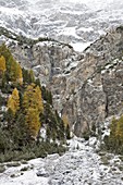 European larch Larix decidua, golden colors during fall in high mountains  Larch forest in Val Zebru with first snow growing at an alluvial fan  Europe, central europe, Italy, Lombardy, October 2009