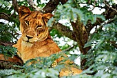 Female lion, Queen Elizabeth National Park, Uganda, East Africa
