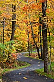 A Path in the forest in Autumn