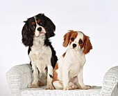 Animal, Animals, Cavalier king charles spaniel, Color, Colour, Contemporary, Dog, Dogs, Domestic animal, Domestic animals, Facing camera, headshot, headshots, Horizontal, Looking at camera, Pair, Pet, Pets, portrait, portraits, Studio shot, Two, Two anima