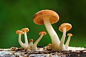 Asia, Close-up, Closeup, Cold, Color, Colour, Delicate, Detail, Exterior, Focus, Fungi, Fungus, Little, Macro, Mushroom, Mushrooms, Mycology, Nature art, Outdoor, Outdoors, Outside, Selective, Small, Texture, Textures, X9J-957735, agefotostock 