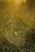Dew-covered spider web at sunrise, Kingston, New Brunswick, Canada