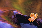 Maple leaf on a rock with autumn colors reflecting in stream, Gatineau Park, Quebec, Canada