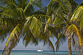 Palm trees with catamaran in background, Laughing Bird Caye National Park, World Heritage site, Belize