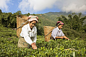 India, West Bengal, Kurseong, Goomtee Tea Estate, Women tea picking