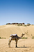 Camel standing in the Thar Desert, Osian Camel Camp on hilltop, Osian, Rajasthan, India